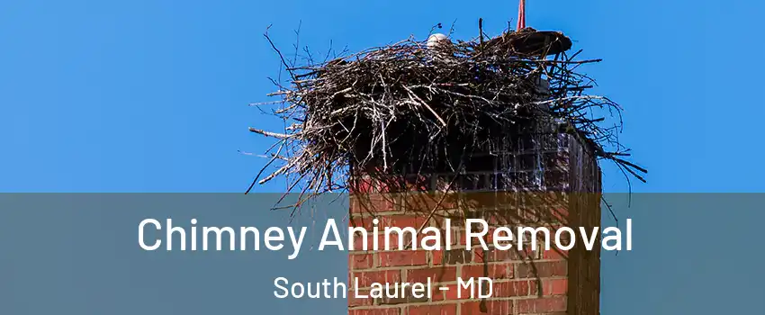 Chimney Animal Removal South Laurel - MD