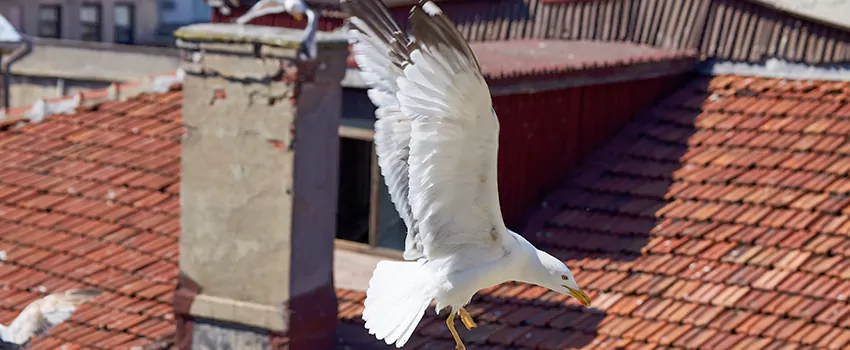 Residential Chimney Animal Removal Solution in South Laurel, MD