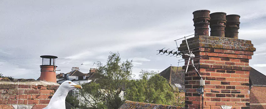 Chimney Cleaning And Restoration in South Laurel, Maryland